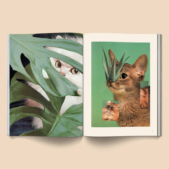 Catnip n.1 - Image 5