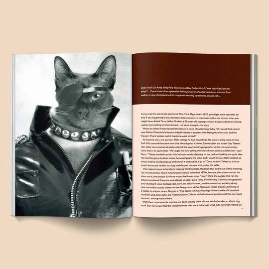 Catnip n.1 - Image 7